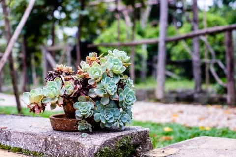 Succulent cactus in closeup, with beatiful pattern Stock Photos