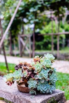 Succulent cactus in closeup, with beatiful pattern Stock Photos