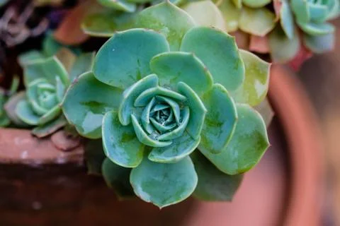 Succulent cactus in closeup, with beatiful pattern Stock Photos