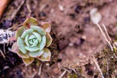 Succulent cactus in closeup, with beatiful pattern Stock Photos