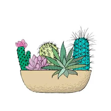 Succulent cactus collection in a ceramic pot. Agave, aloe, Saguaro, haworthia Stock Illustration