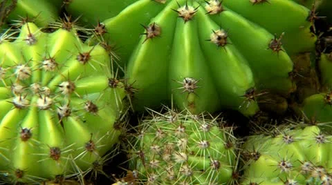 Succulent cactus detail Stock Footage 10739799