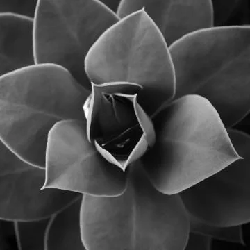 Succulent Cactus in macro Stock Photos