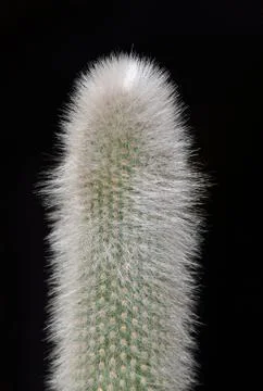 Succulent cactus Stock Photos