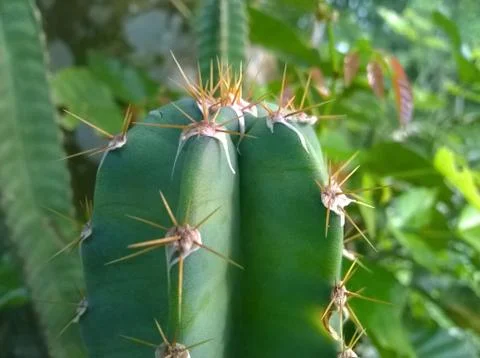Succulent Cactus Stock Photos