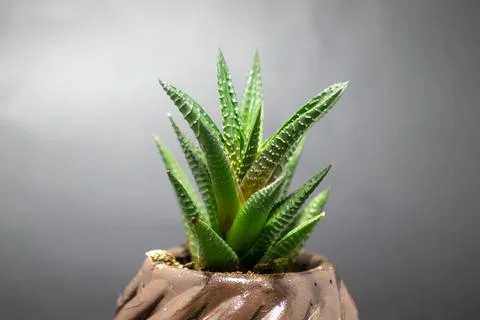 Succulent cactus Stock Photos