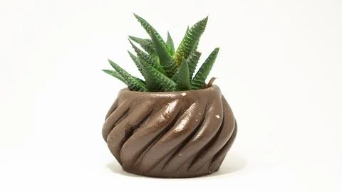 Succulent cactus Stock Photos