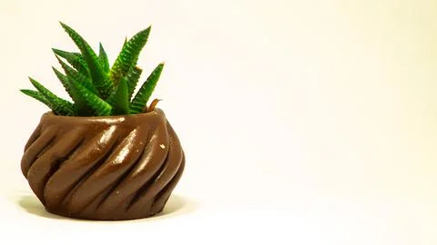 Succulent cactus Stock Photos