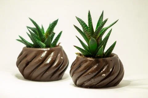 Succulent cactus Stock Photos