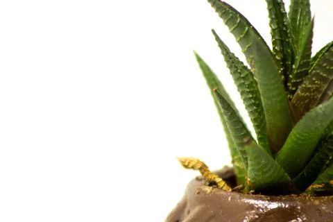 Succulent cactus Stock Photos