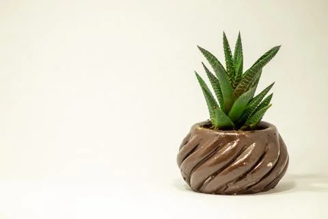 Succulent cactus Stock Photos