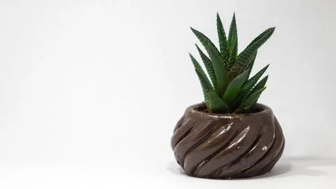 Succulent cactus Stock Photos