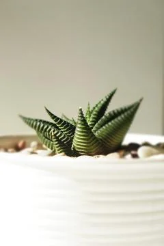 Succulent Cactus Foto stock