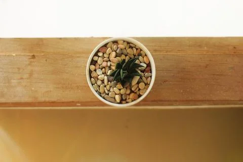 Succulent Cactus Stock Photos