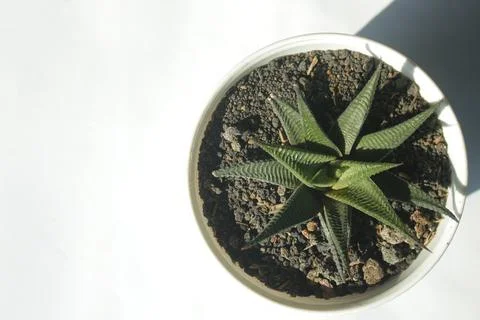 Succulent Cactus Foto stock