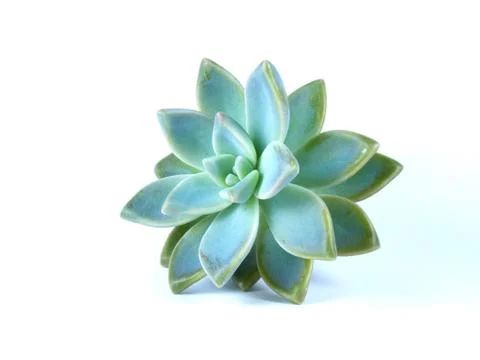 Succulent Cactus Plant Stock Photos