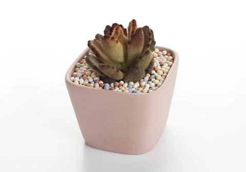 Succulent cactus pots Stock Photos
