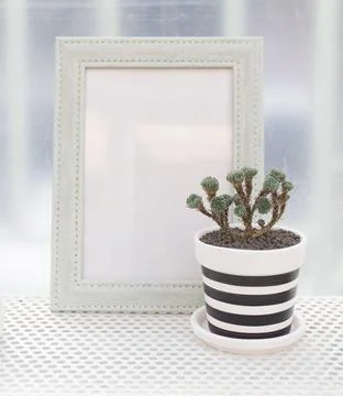 Succulent cactus pots Stock Photos