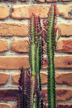 Succulent cactus with a rough brick wall Stock Photos