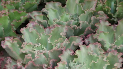 Succulent close-up Stock Footage 51572346