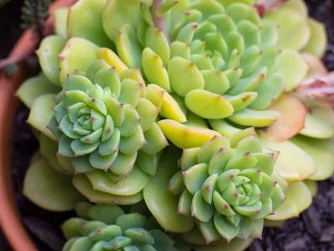 Succulent Close-up / Macro Stock Photos