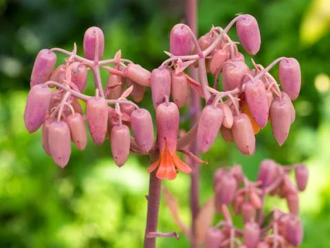 Succulent Close-up / Macro Foto stock