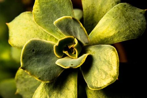 Succulent Close-Up Stock Photos