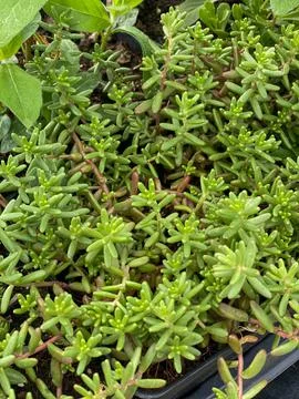 Succulent up close Stock Photos