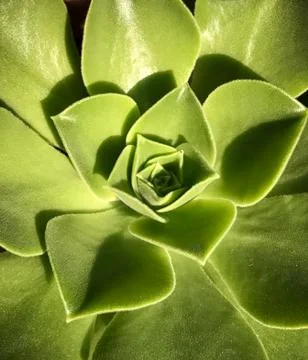 Succulent Closeup Foto stock