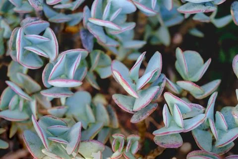 Succulent closeup Stock Photos