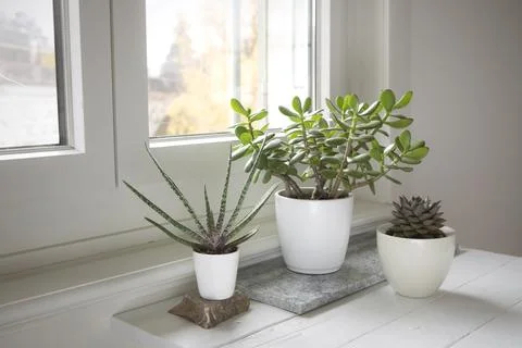 Succulent collection on the table by the window. Set of potted plants in the Stock Photos