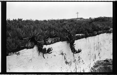 Succulent-Covered White Wall with Distant Cross on the Portuguese Coast Stock Photos