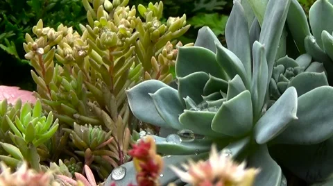 Succulent echeveria. Stockbeeldmateriaal 54603668