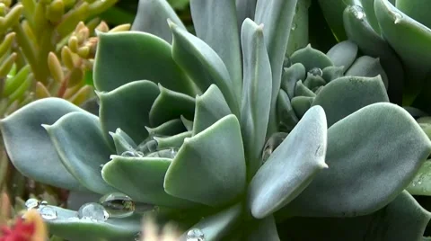 Succulent echeveria. Stock Footage 54603695