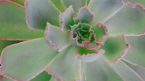 Succulent Echeveria Neon Breakers, top view clos up shot, slowly spinning Video stock 218237140