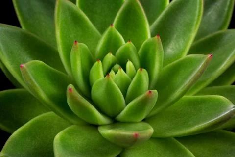 Succulent echeveria Stock Photos