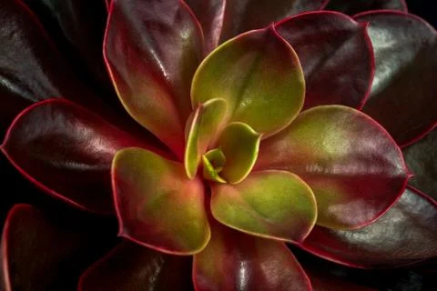 Succulent echeveria Stock Photos