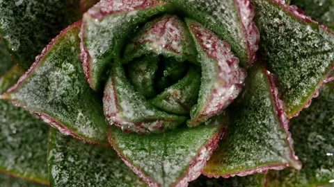 Succulent Echeveria purpusorum, top view close-up shot, slowly spinning Stock Footage 218237341