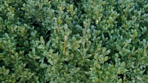 A succulent evergreen shrub Stock Footage 330641512
