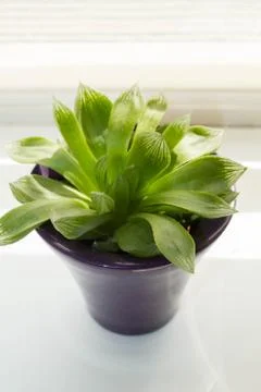Succulent, exotic plants on the window, close up Stock Photos