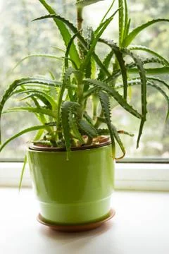 Succulent, exotic plants on the window, close up Stock Photos
