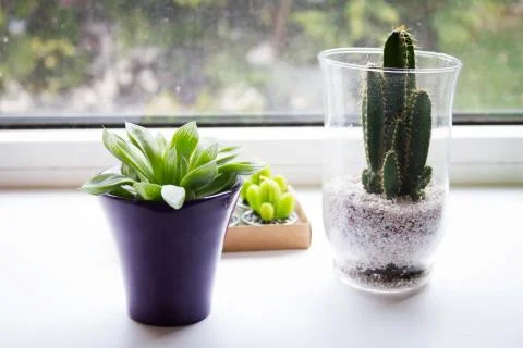 Succulent, exotic plants on the window, close up Stock Photos
