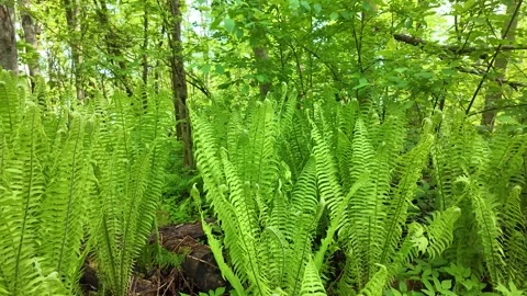 A succulent fern in a summer forest. Slowmotion Stock Footage 341815200