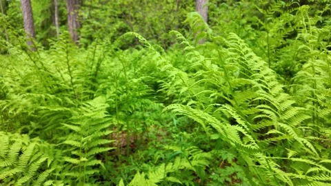 A succulent fern in a summer forest. Slowmotion Stock Footage 341815256