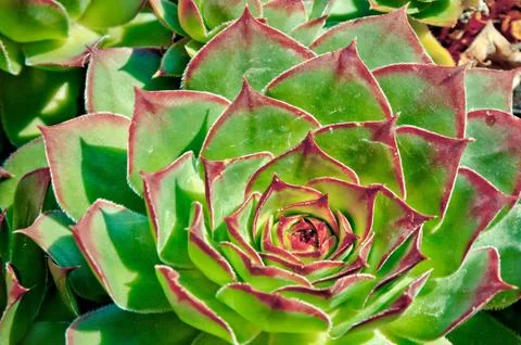 Succulent flower with red tips Stock Photos