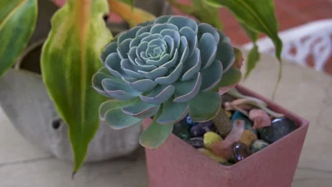 Succulent Stock Footage 141267562