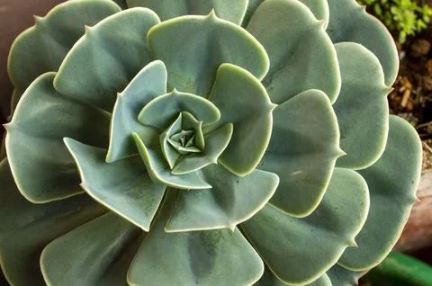 Succulent forming a beautiful texture pattern background Foto stock