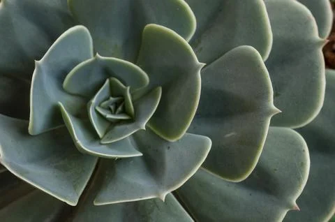 Succulent forming a beautiful texture pattern background 写真素材