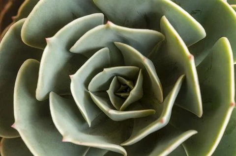 Succulent forming a beautiful texture pattern background Stock Photos