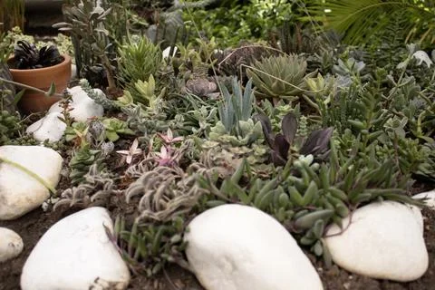 Succulent Garden Composition with Rocks Stock Photos